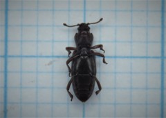 Bothrideres bipunctatus