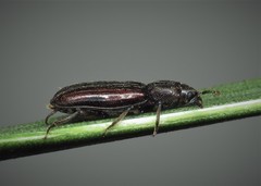 Bothrideres bipunctatus