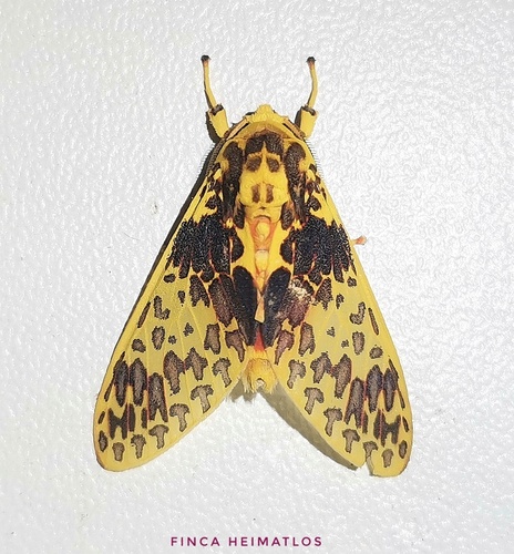 Amaxia theon