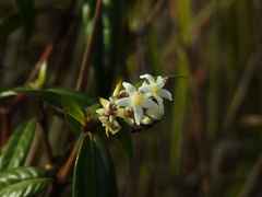 Palicourea pseudinundata