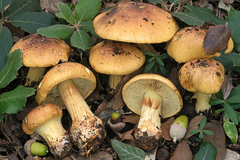 Cortinarius aurilicis