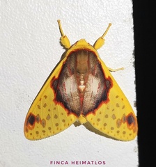 Amaxia flavicollis