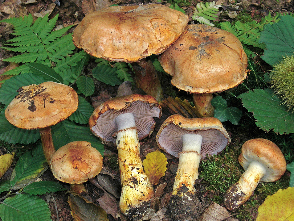 Obsoleta