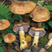 Cortinarius vulpinus pseudovulpinus - Photo (c) Federico Calledda, some rights reserved (CC BY-NC), uploaded by Federico Calledda