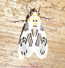 Idalus daga