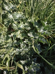 Silybum marianum