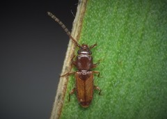 Placonotus testaceus