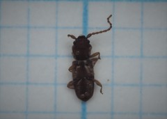 Placonotus testaceus