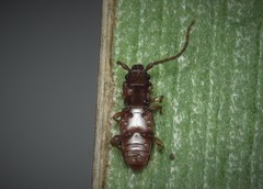 Placonotus testaceus