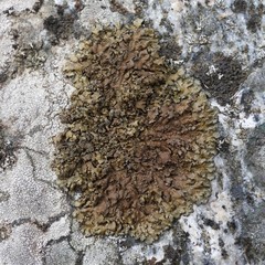 Xanthoparmelia loxodes