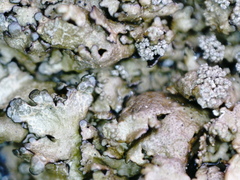 Xanthoparmelia loxodes