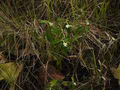 Palicourea pseudinundata