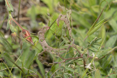 Hippocrepis ciliata