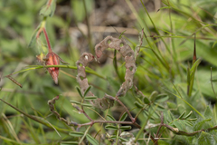Hippocrepis ciliata
