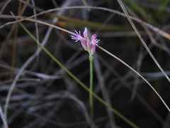 Polygala adenophora