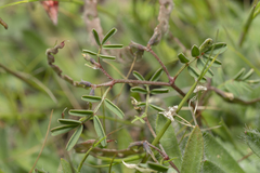 Hippocrepis ciliata