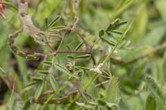 Hippocrepis ciliata