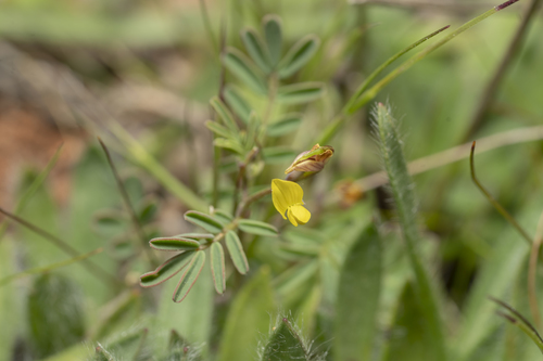 Image of Hippocrepis ciliata by (c) Eleftherios Katsillis, some rights reserved (CC BY)