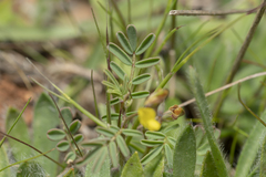 Hippocrepis ciliata