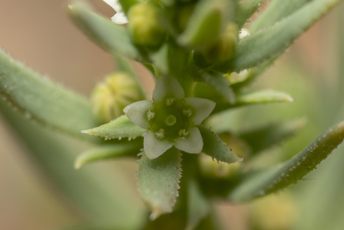 Image of Thesium humile by (c) Eleftherios Katsillis, some rights reserved (CC BY)