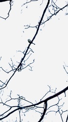 Cyanistes caeruleus