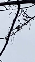 Cyanistes caeruleus