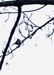 Cyanistes caeruleus