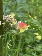 Scrophularia sambucifolia