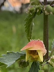 Scrophularia sambucifolia