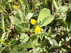 Anthyllis circinnata