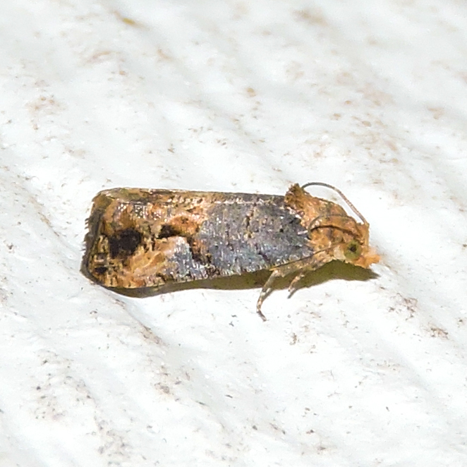 Grape Berry Moth