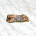 Grape Berry Moth - Photo (c) Royal Tyler, some rights reserved (CC BY-NC-SA), uploaded by Royal Tyler