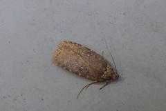 Agonopterix clemensella