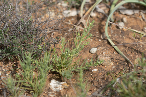 Image of Low Bastard Toadflax by (c) Eleftherios Katsillis, some rights reserved (CC BY)