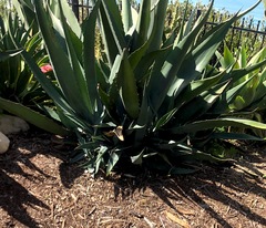 Agave