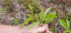 Asimina angustifolia