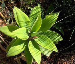 Agave attenuata