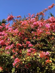 Bougainvillea