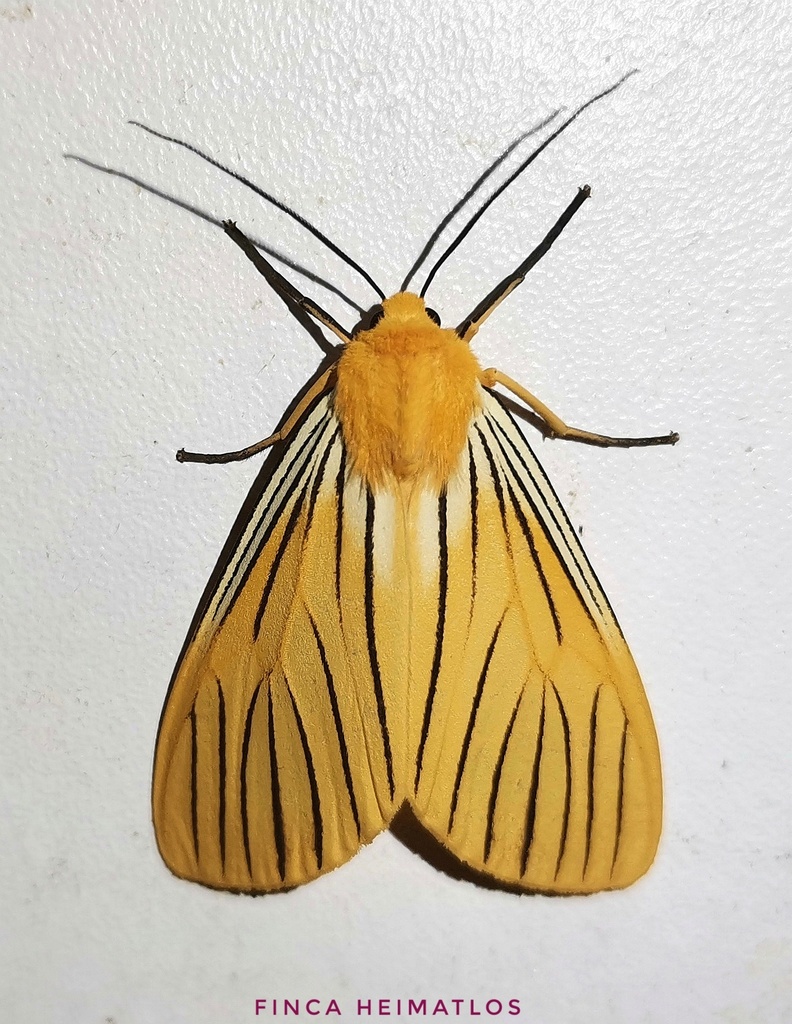 Black-veined Yellow