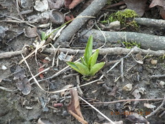 Primula meadia
