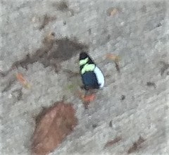 Heliconius eleuchia eleuchia