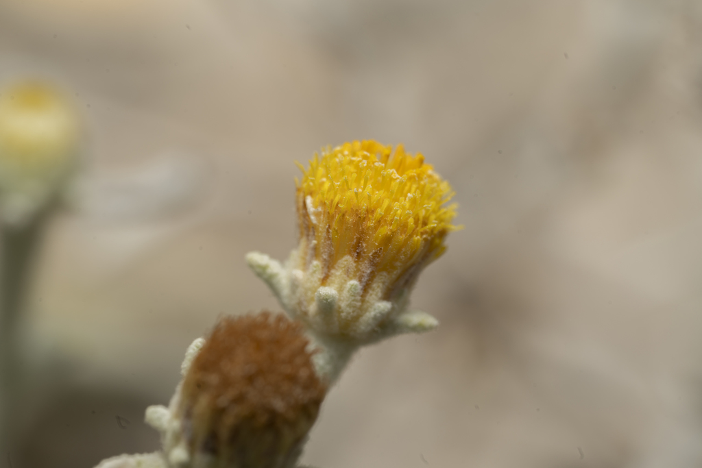 stinkworts and allies