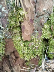 Plagiothecium laetum