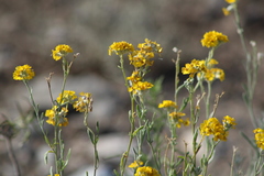 Psilostrophe gnaphalodes