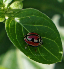 Cheilomenes bidentata