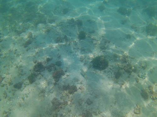 Foto de Pargo coconaco (Hoplopagrus guentherii)