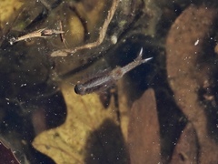 Eubranchipus neglectus