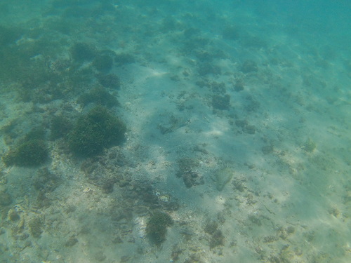 Foto de Pargo coconaco (Hoplopagrus guentherii)