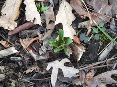 Primula meadia