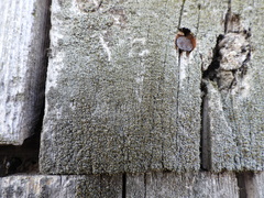 Chaenotheca phaeocephala